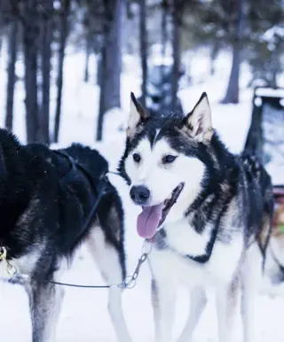 Unternimm typisch-nordische Aktivitäten in Norwegen